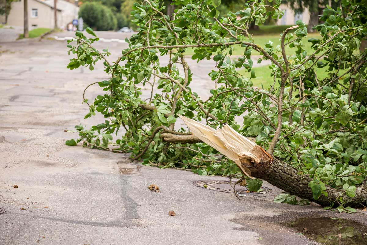 Tree Services — Man Cuts a Fallen Tree in Richardson, TX Tree Services — Man Cuts a Fallen Tree in Richardson, TX