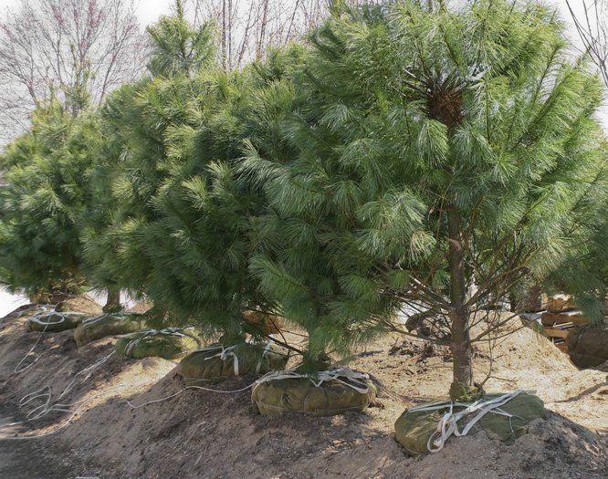 Transplanted Trees