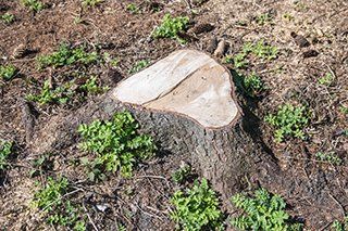 Tree stump