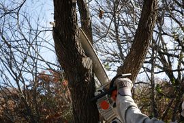 tree trimming