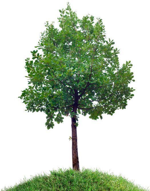 healthy tree
