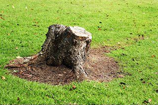 stump grinding