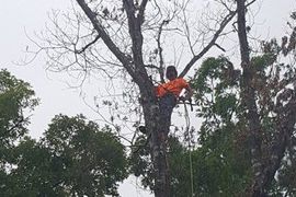 tree trimming