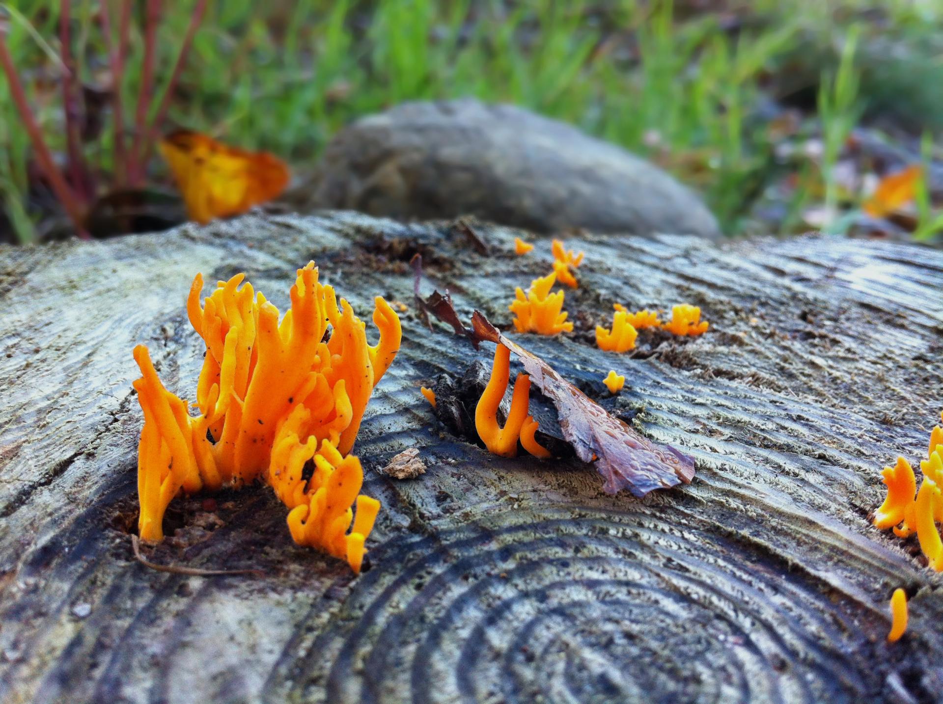 orange fungus growing out of a tree stump
