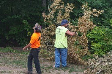 workers cutting down tree