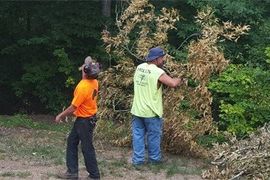 workers cutting down tree