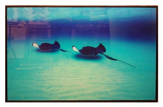 'Stingrays' Ltd Ed photo in matt black frame 'Stingrays' limited Edition photo in black frame