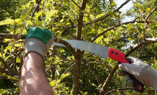 Pruning service