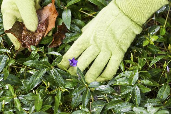 Professional doing gardening service