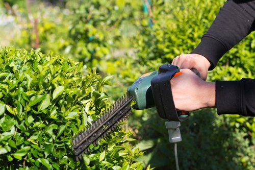 Professional doing landscaping service