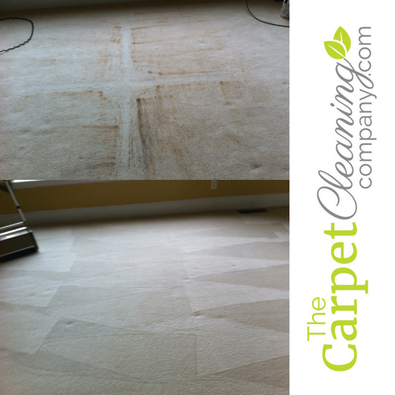 Commercial Carpet Cleaning Company