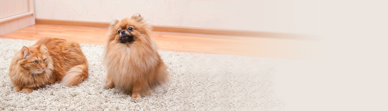 pets and carpet