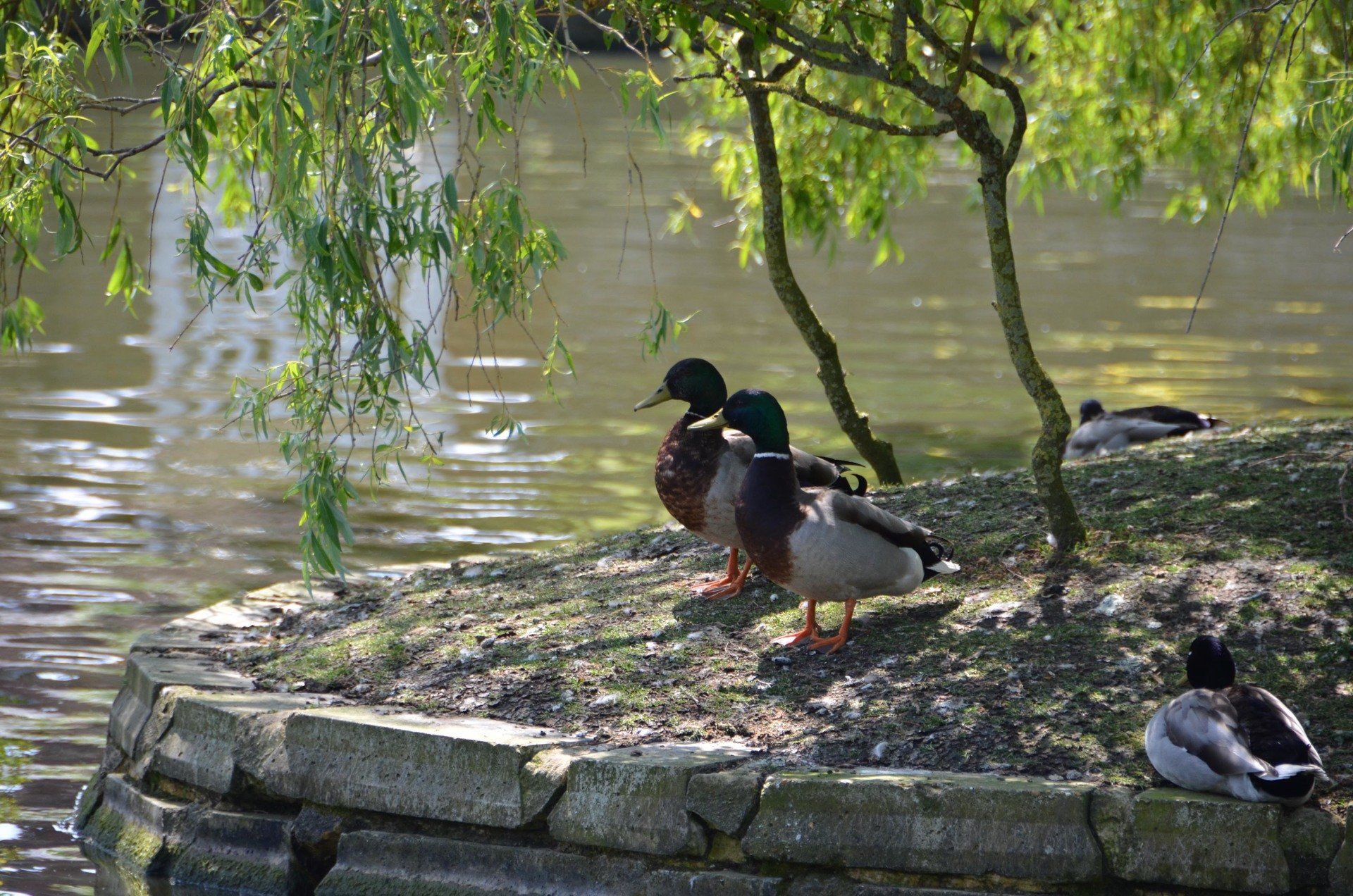 Doctors Pond Dunmow