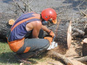 Tree care services - Buckley - Dean Eagles Tree Care Services - Tree felling Tree care services - Buckley - Dean Eagles Tree Care Services - Tree felling