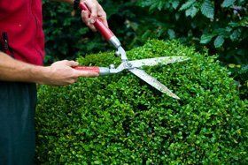 Tree cutting - Buckley - Dean Eagles Tree Care Services - Tree service
