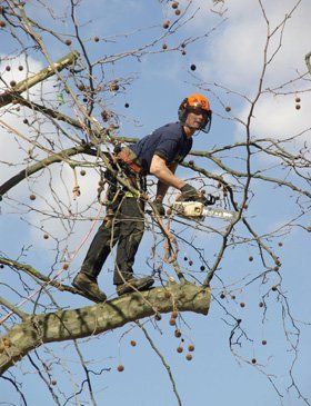 Hedge cutting - Buckley - Dean Eagles Tree Care Services - Pruning Hedge cutting - Buckley - Dean Eagles Tree Care Services - Pruning