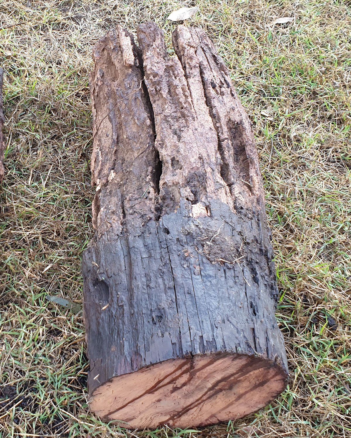 Damaged Wooden Stump — Toowoomba House Restumping in Toowoomba, QLD Damaged Wooden Stump — Toowoomba House Restumping in Toowoomba, QLD