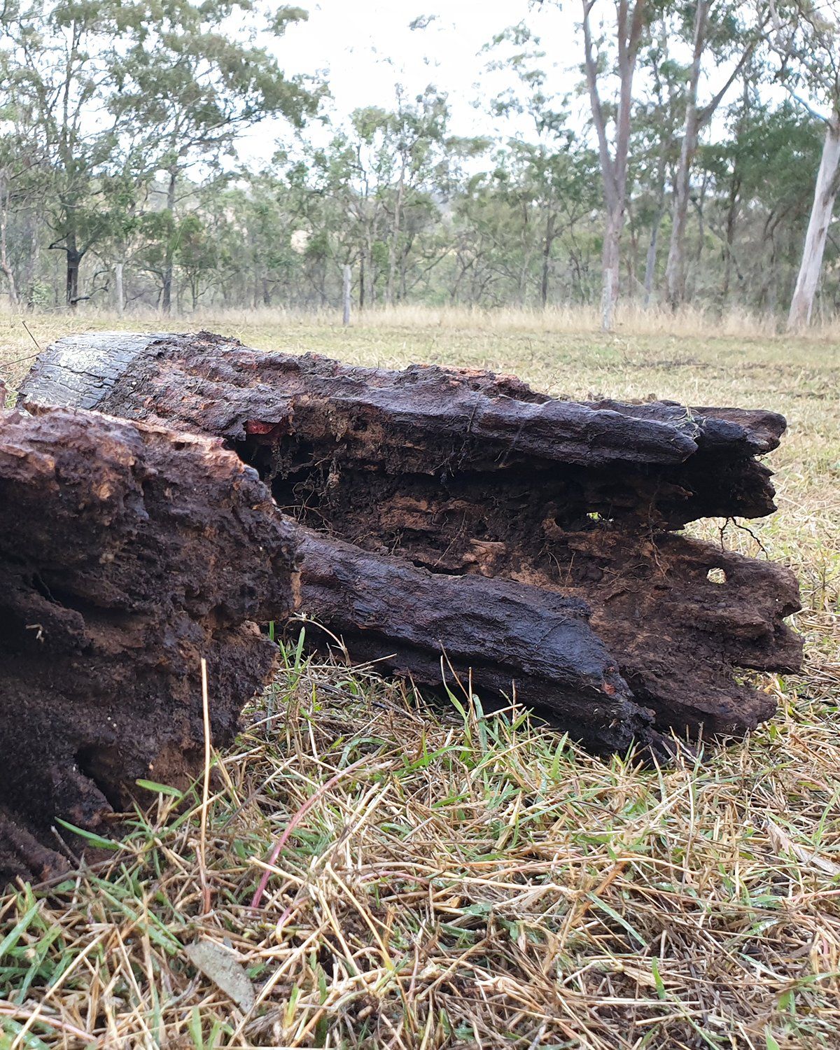 Old Stump— Toowoomba House Restumping in Toowoomba, QLD Old Stump — Toowoomba House Restumping in Toowoomba, QLD