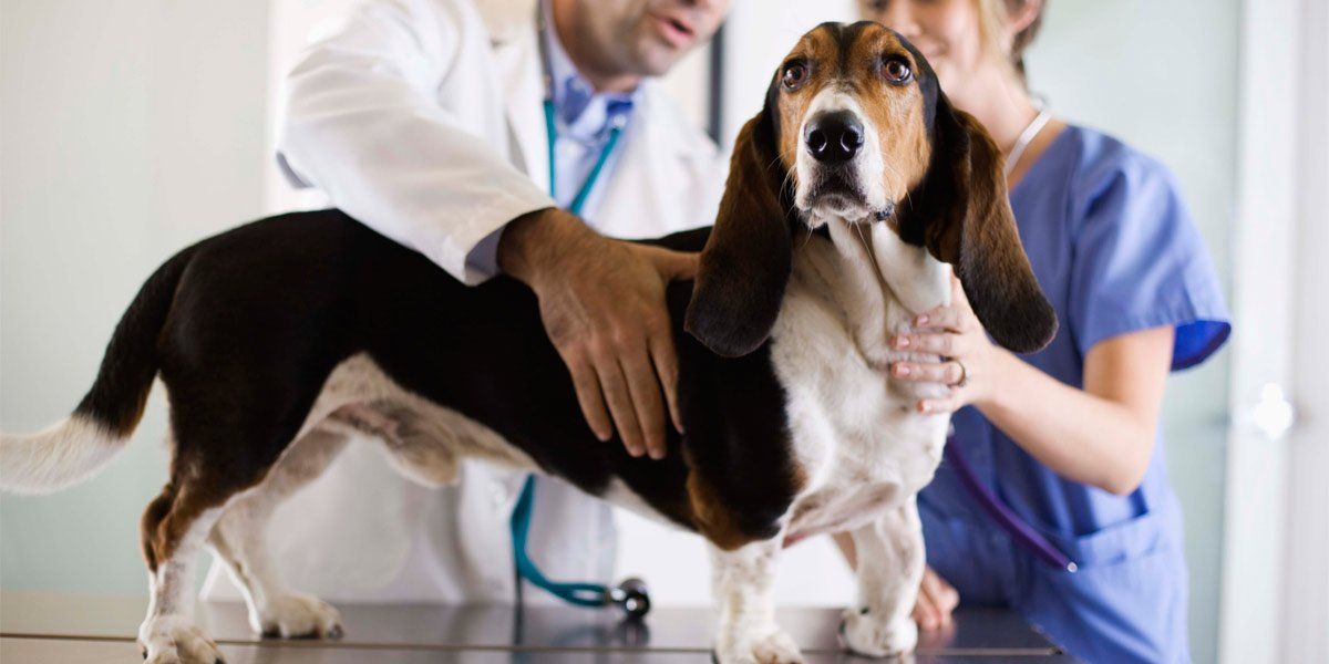 vets with dog vets with dog