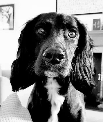 Percy