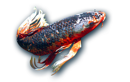 Aquariums