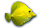 Aquariums