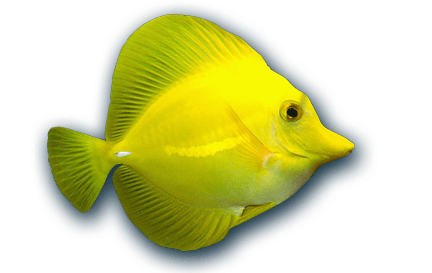 Aquariums