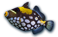Aquariums