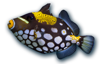 Aquariums