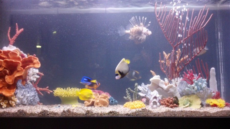 Aquariums