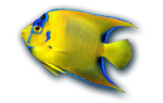 Aquariums
