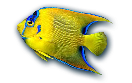 Aquariums