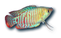 Aquariums