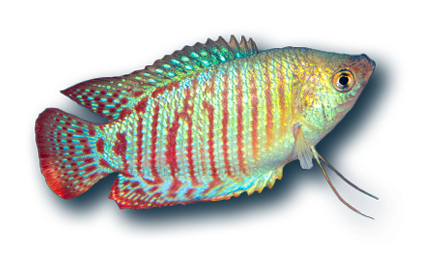 Aquariums