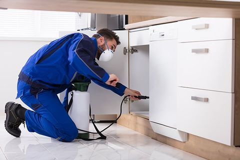 Man Spraying Pesticide in Kitchen — Lake Mohegan, NY — CMA Pest Control Inc. Man Spraying Pesticide in Kitchen — Lake Mohegan, NY — CMA Pest Control Inc.