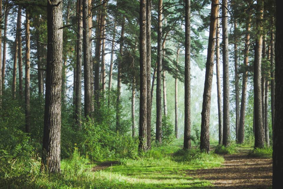 foresta