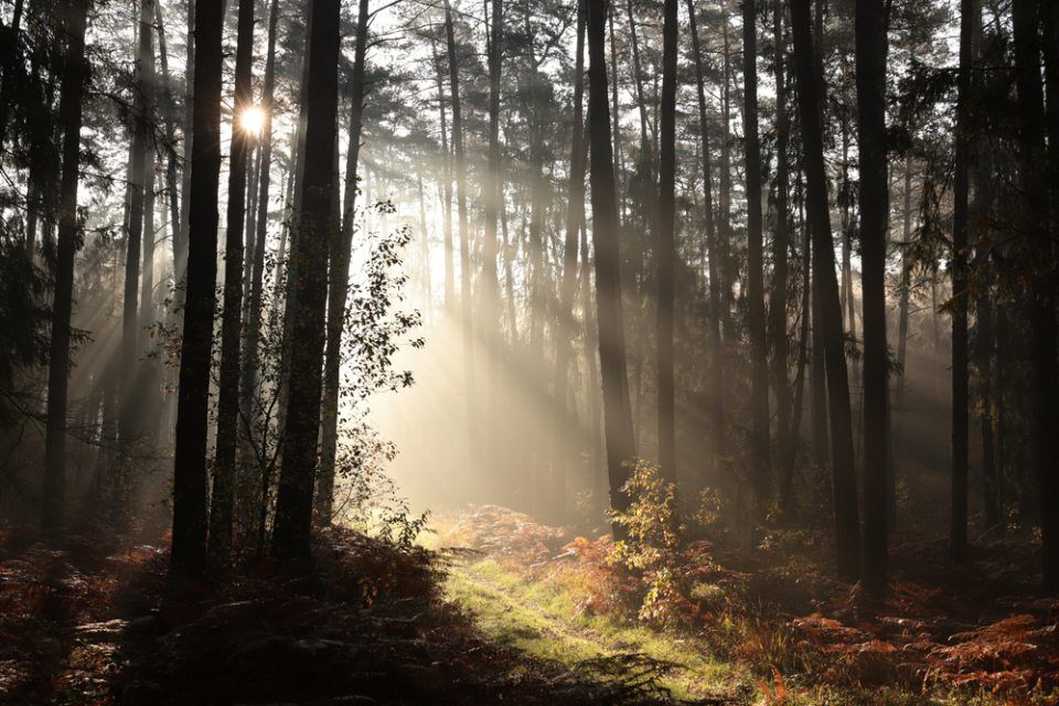 foresta con sole mentre sorge