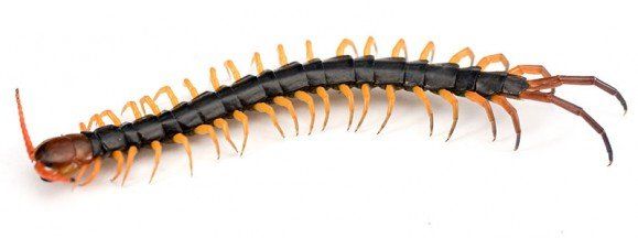 Centipede - Exterminator in Ithaca, NY Centipede - Exterminator in Ithaca, NY