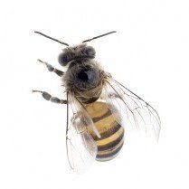 Honey Bee- Exterminator in Ithaca, NY Honey Bee- Exterminator in Ithaca, NY