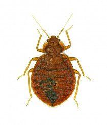 Bedbug - Exterminator in Ithaca, NY Bedbug - Exterminator in Ithaca, NY