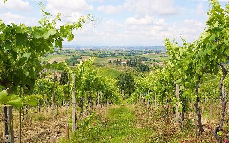 Expanse of vineyards