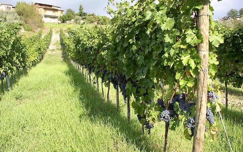 Vineyard