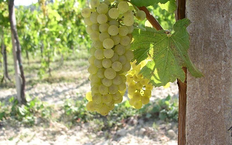 Bunch of white grapes