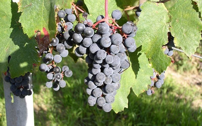 Bunch of black grapes