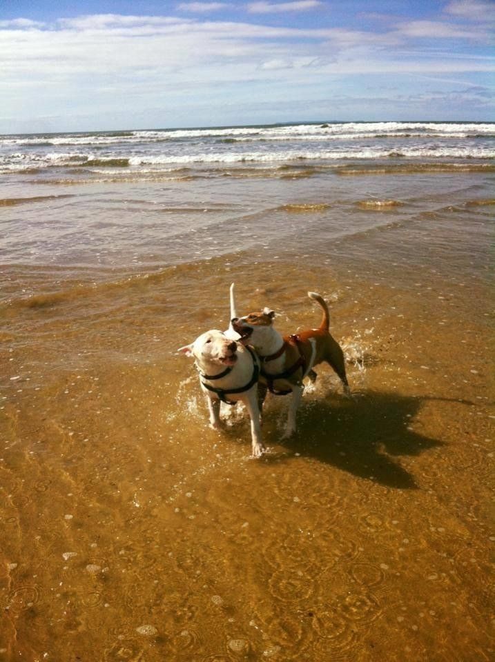 DOG FRIENDLY BEACHES IN DEVON