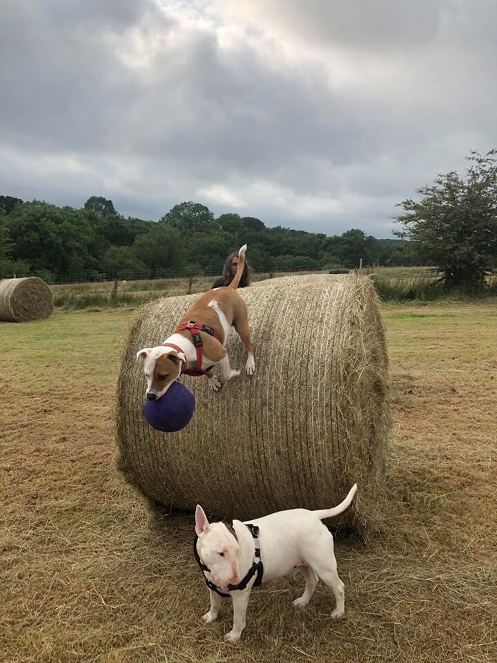 bark at the barn