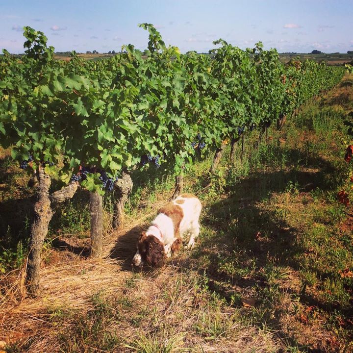 Wine 
