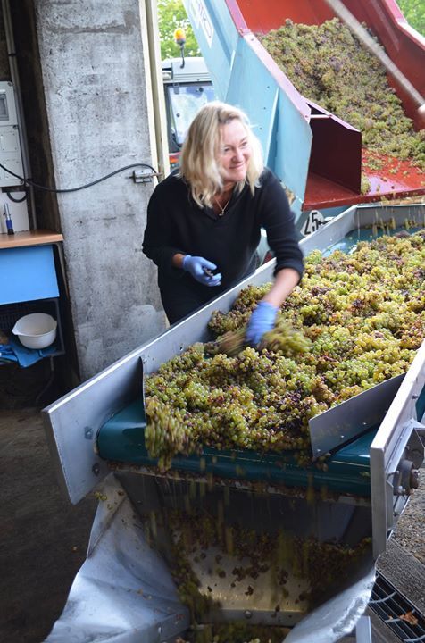 harvest wine tour