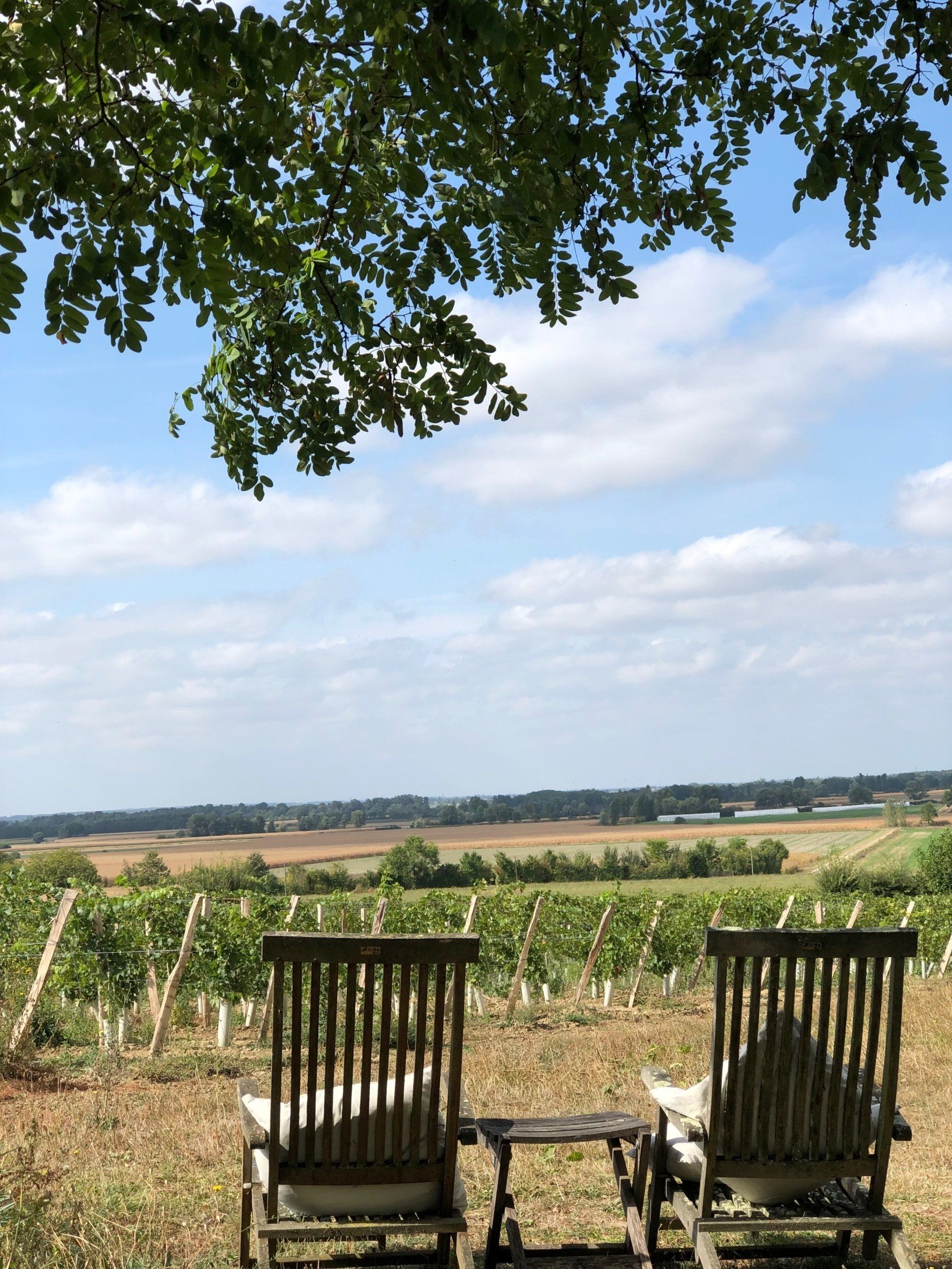 Electic bike in Saumur vineyards