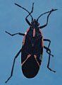 Box Elder Bug